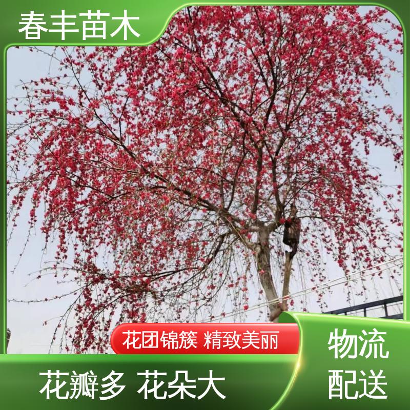 春丰苗木 找桃树苗3元一株 公园景区装饰绿植 花叶秀丽 易成活