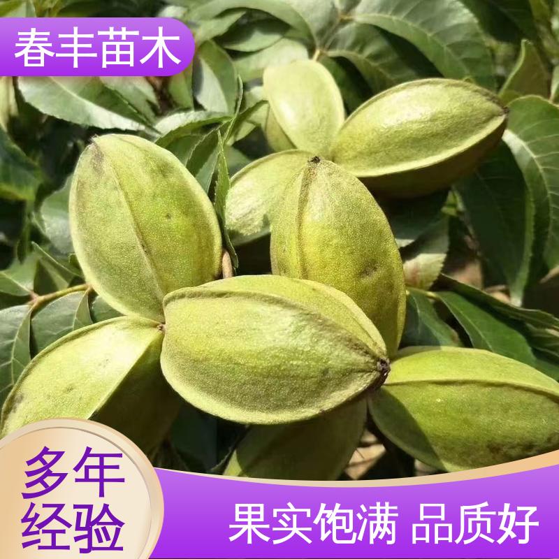 春丰苗木 碧根果树树苗1-3年 高产出 可孤植 丛植