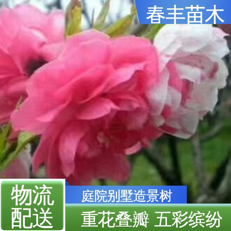 春丰苗木 基地供应 绛桃 8-10公分 重花叠瓣 效果佳