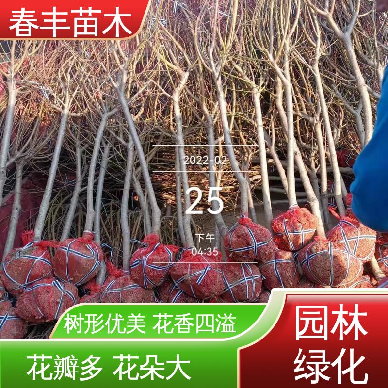 春丰苗木 观赏桃树苗3元一株 树形丰富 花香四溢 规格齐全 物流配送