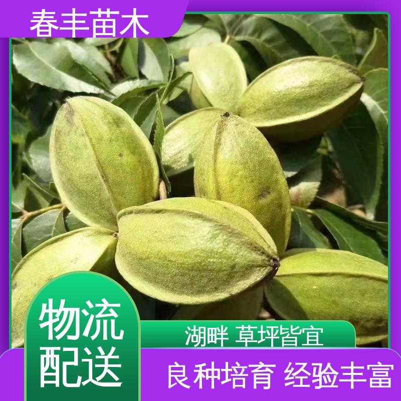 春丰苗木 碧根果苗1-3年 果实含油量高 可孤植 丛植