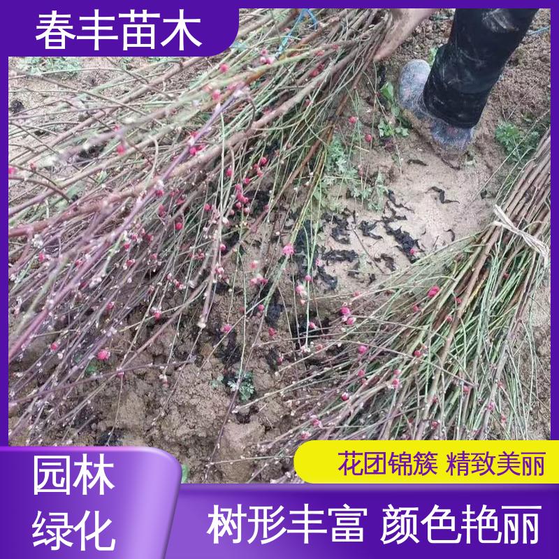 春丰苗木 观赏桃树5公分 树形丰富 花香四溢 重花叠瓣 五彩缤纷