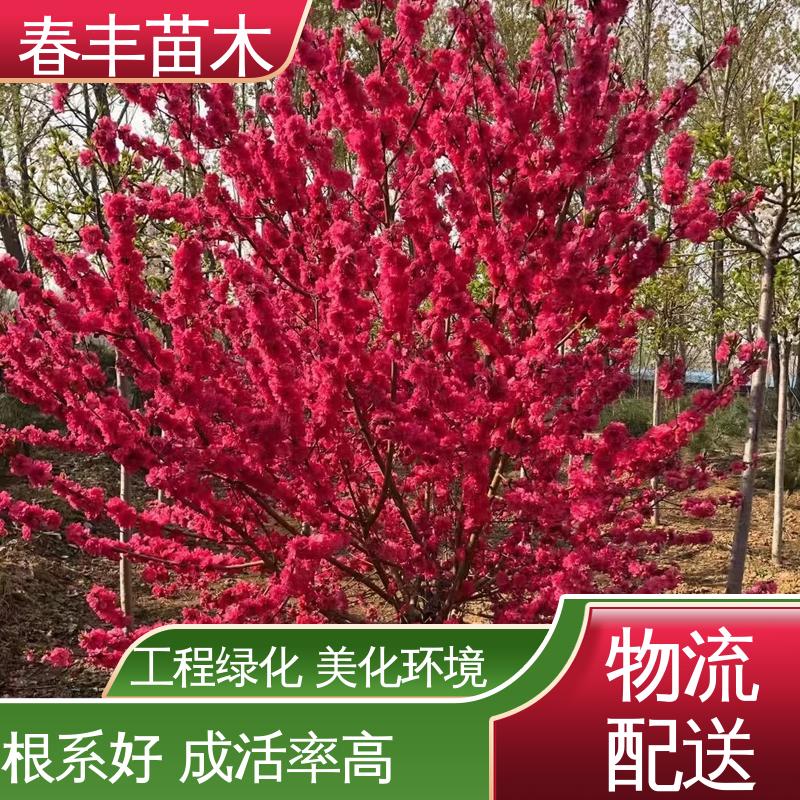 春丰苗木 观赏桃树苗批发零售 庭院别墅造景树 花团锦簇 精致美丽