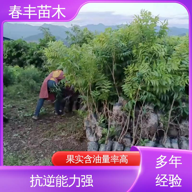 春丰苗木 碧根果苗子2元批零销售 果实含油量高 移栽种植 高存活率