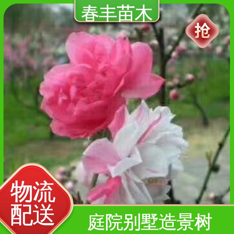 春丰苗木 桃花树苗观赏基地培育 工程绿化 美化环境 移栽种植 高存活率