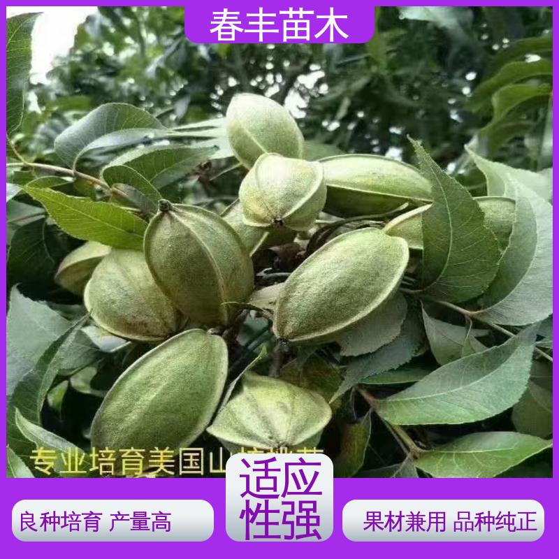春丰苗木 碧根果树苗2元批零销售 产量高 成活率高 适应性强