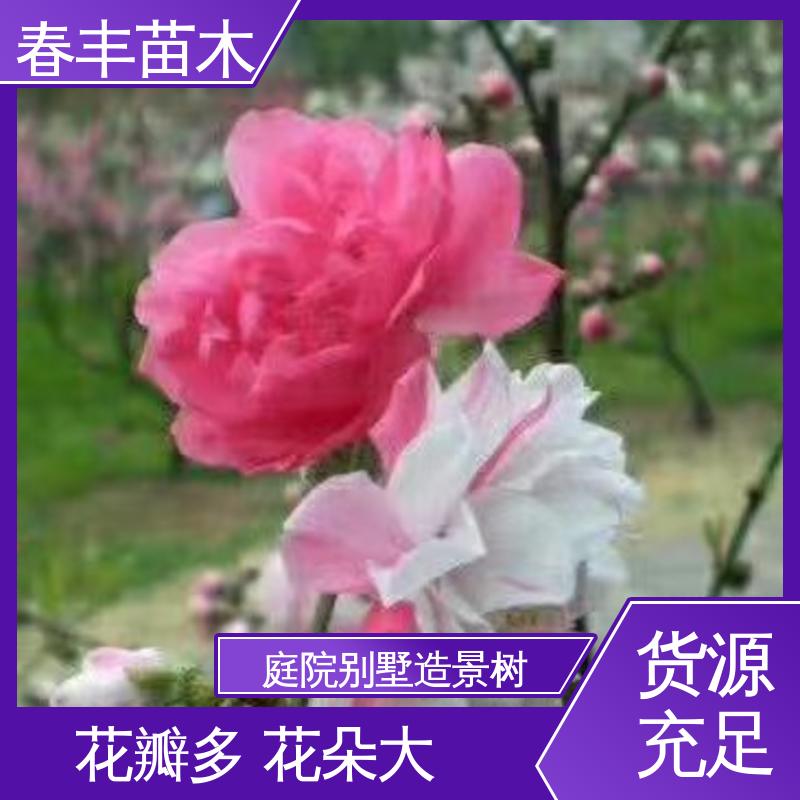 春丰苗木 观赏桃花苗3元一株 庭院小区绿化造景树 花色艳丽动人