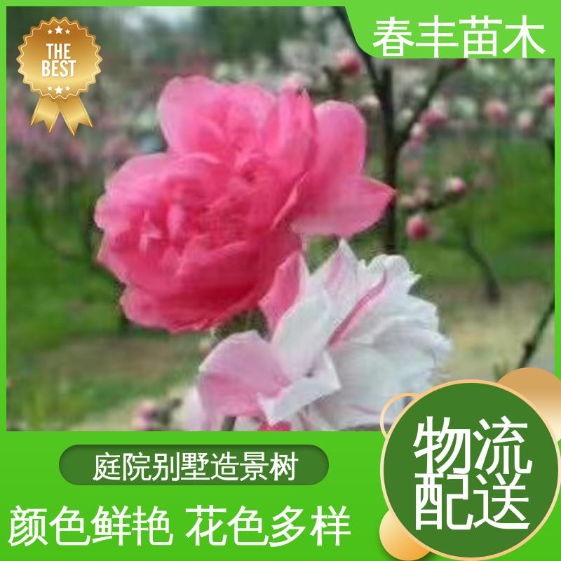 春丰苗木 桃花树苗观赏生产 工程绿化 美化环境 花瓣多 花朵大 效果佳