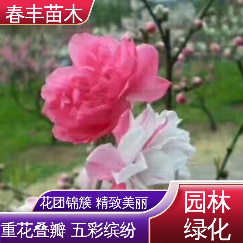 春丰苗木 桃花树苗购买重点培育 花色艳丽动人