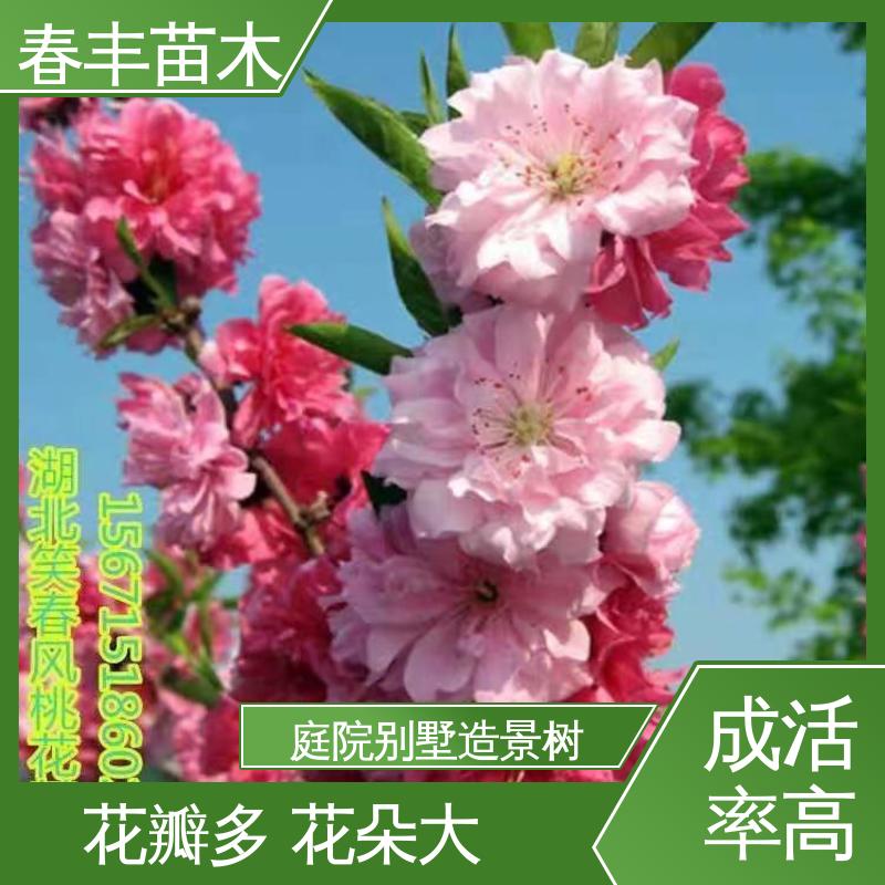 春丰苗木 基地现挖 菊花桃30元打土球上车 花叶秀丽 易成活
