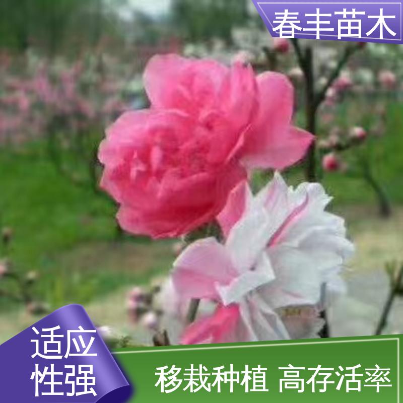 春丰苗木 基地供应 碧桃树50元上车价 花叶秀丽 易成活