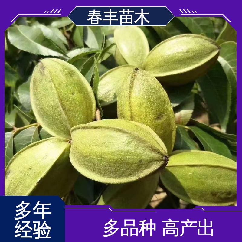 春丰苗木 美国山核桃容器苗基地生产 高产出 根系发达 耐水湿