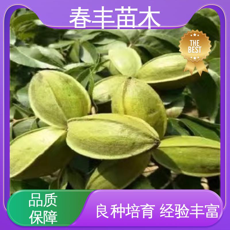 春丰苗木 美国山核桃苗基地2元批零销售 良种培育 盆栽地栽 效果佳