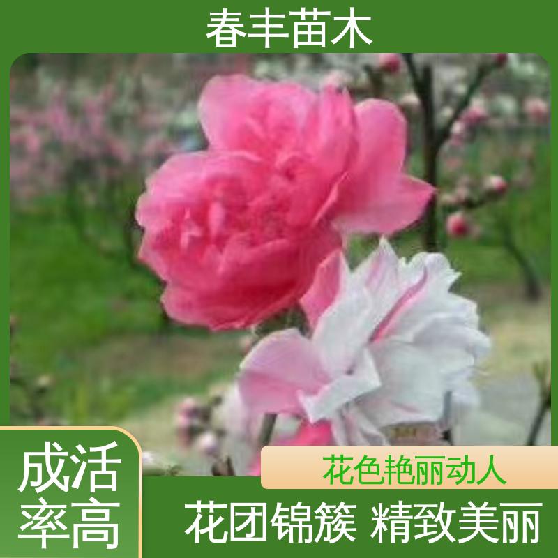 春丰苗木 基地供应 招手桃5-9公分 质量合格 一条龙培育