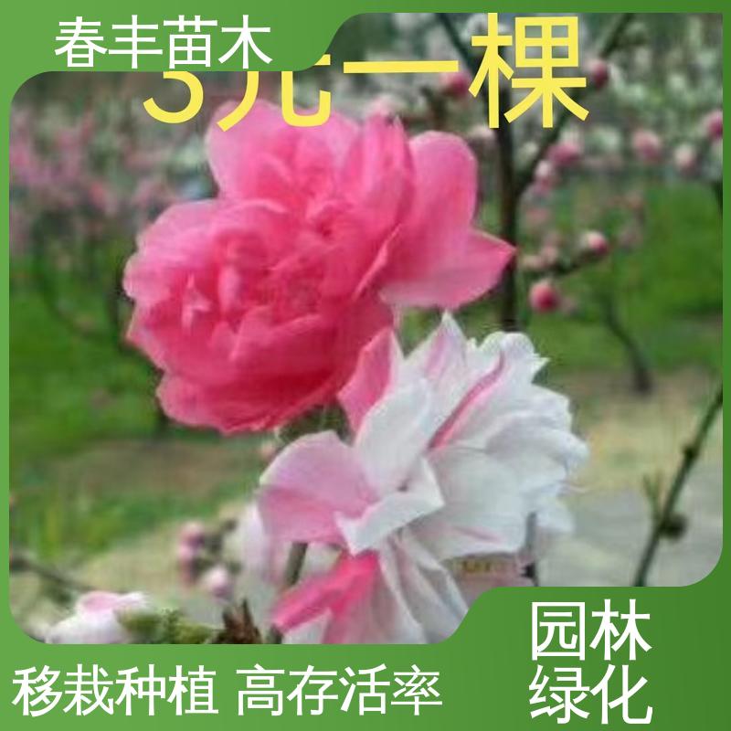 春丰苗木 基地现挖 洒红龙柱桃 8-10公分 花色多样