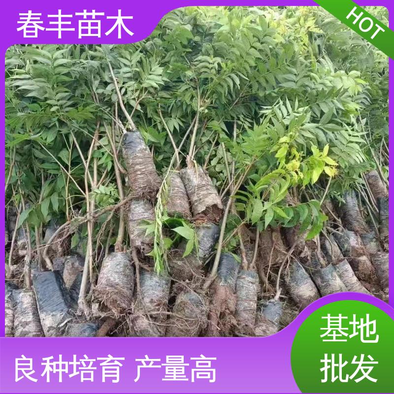 春丰苗木 碧根果三年苗1米高 高产出 盆栽地栽 效果佳