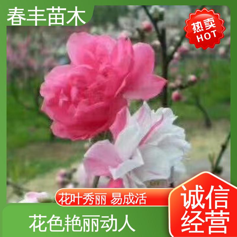 春丰苗木 观赏桃花3元一株 园林庭院造景植物 成活率高 适应性强