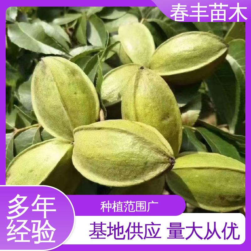 春丰苗木 美国核桃苗2元批零销售 良种培育 移栽种植 高存活率