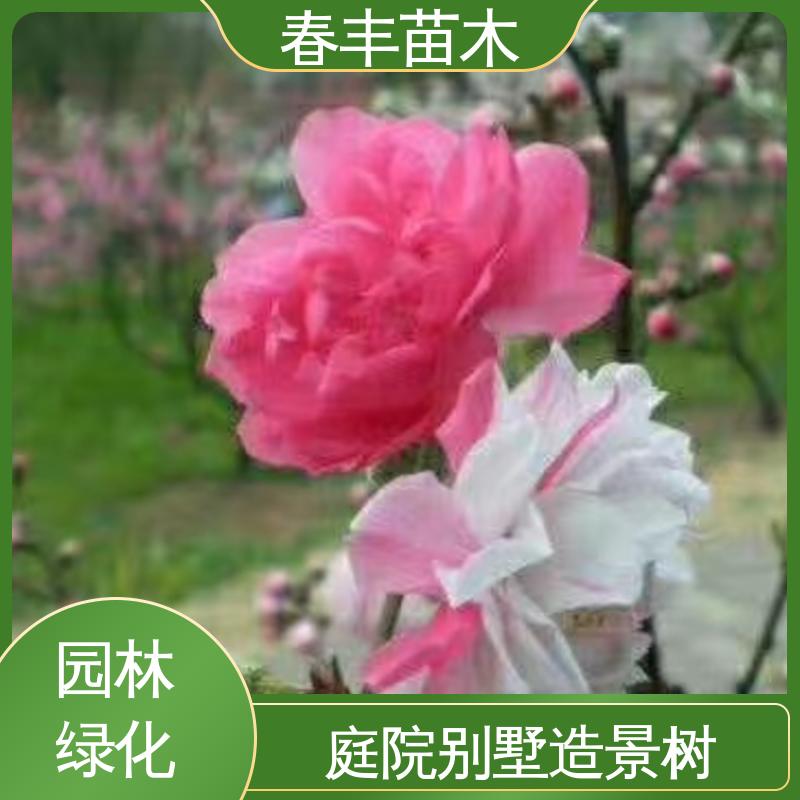 春丰苗木 基地供应 绿叶碧桃6-8公分 成活率高 适应性强