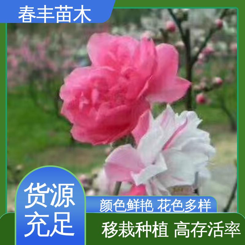 春丰苗木 基地供应 粉花山碧桃50元上车价 质量合格 一条龙培育