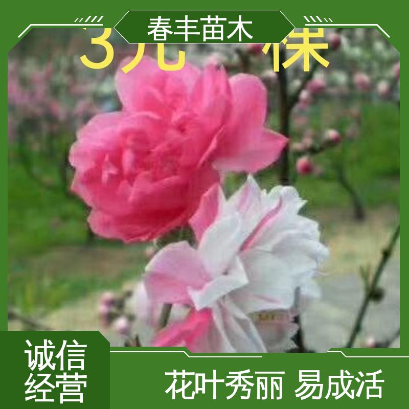 春丰苗木 基地现挖 绯桃树 8-10公分 重花叠瓣 效果佳