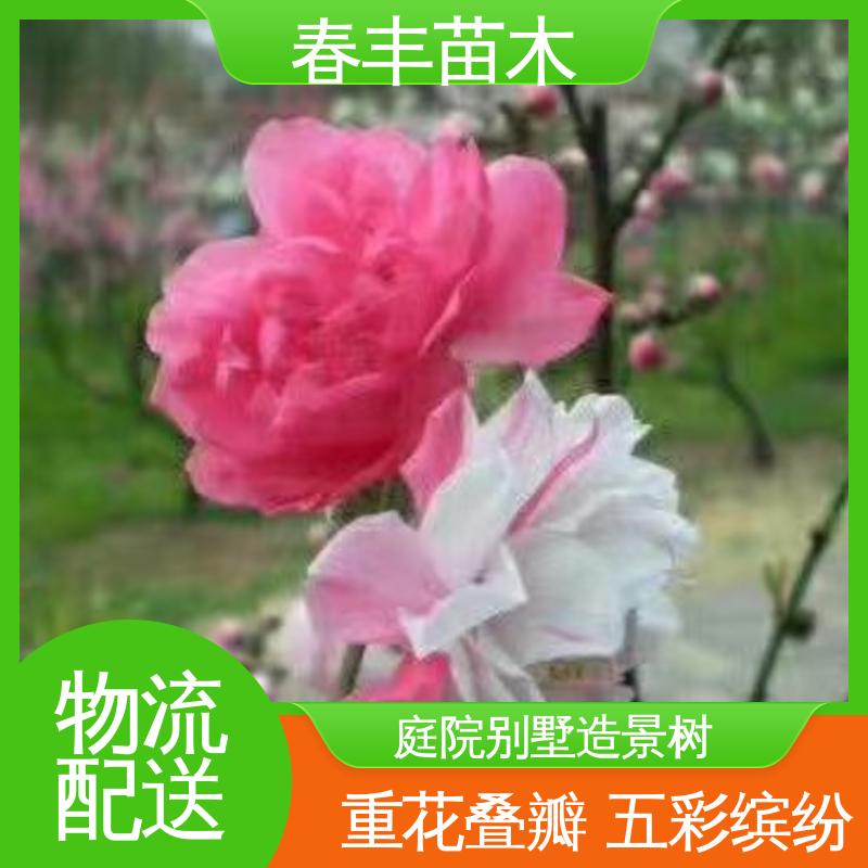 春丰苗木 桃花树苗观赏3元一株 庭院别墅造景树 成活率高 适应性强