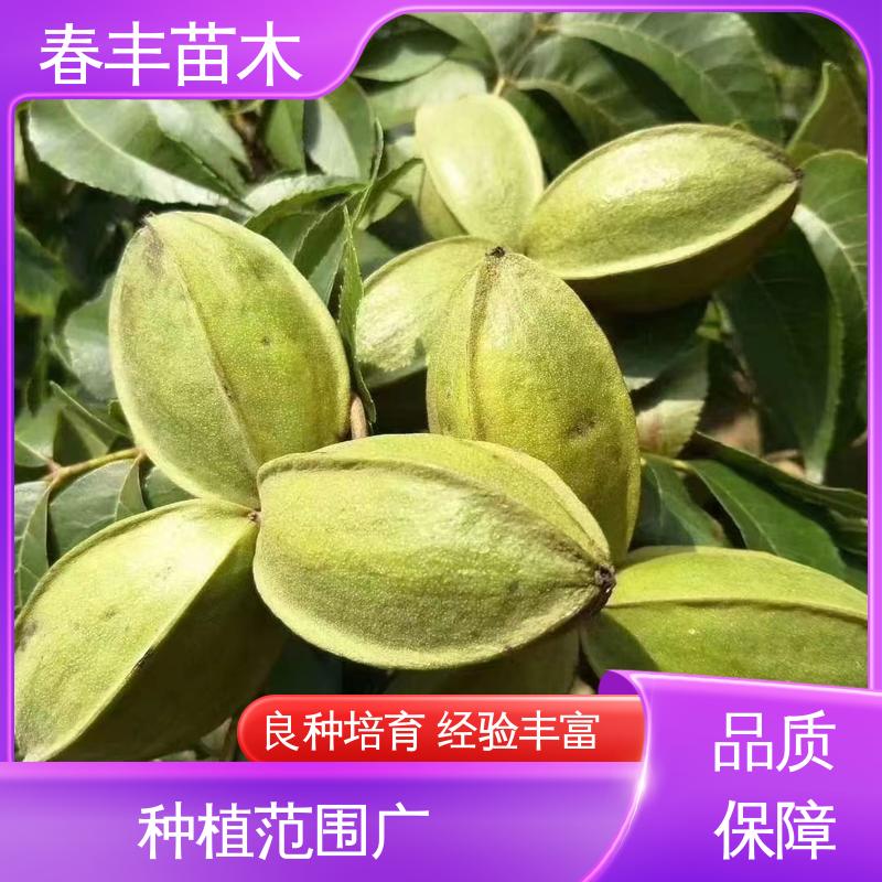 春丰苗木 碧根果袋苗1米高 产量高 规格齐全 物流配送