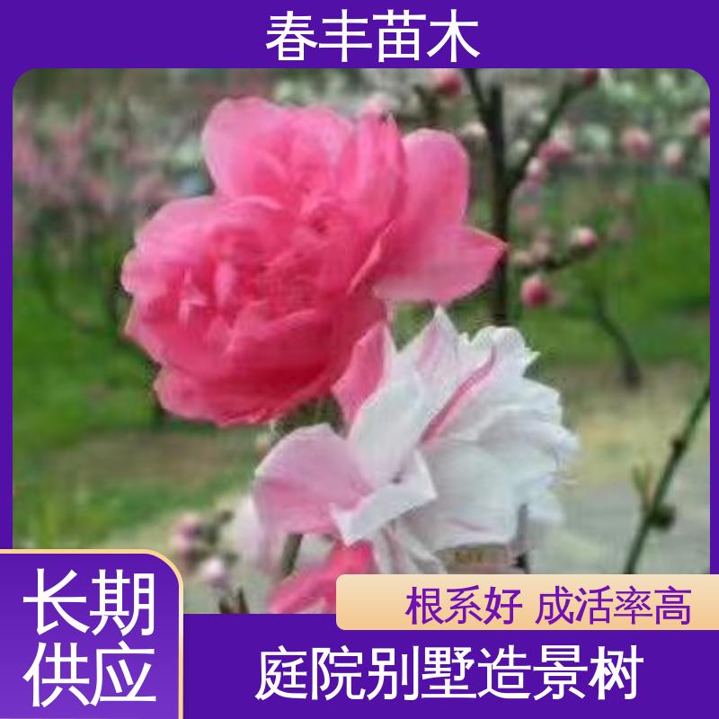 春丰苗木 桃花树苗购买1米高 绿化工程行道树 成活率高 适应性强