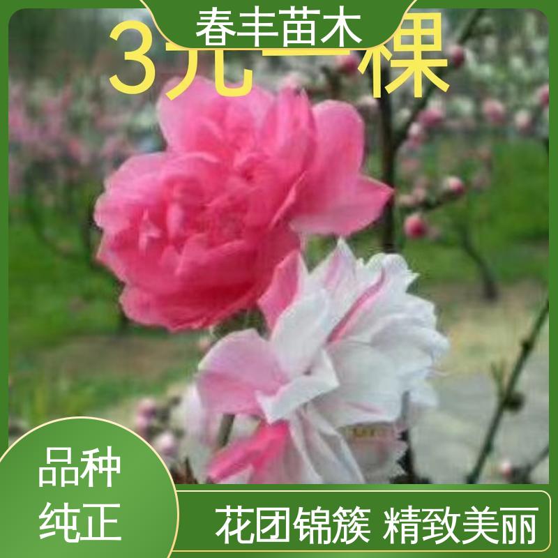 春丰苗木 基地现挖 绿花桃50元上车价 花叶秀丽 易成活