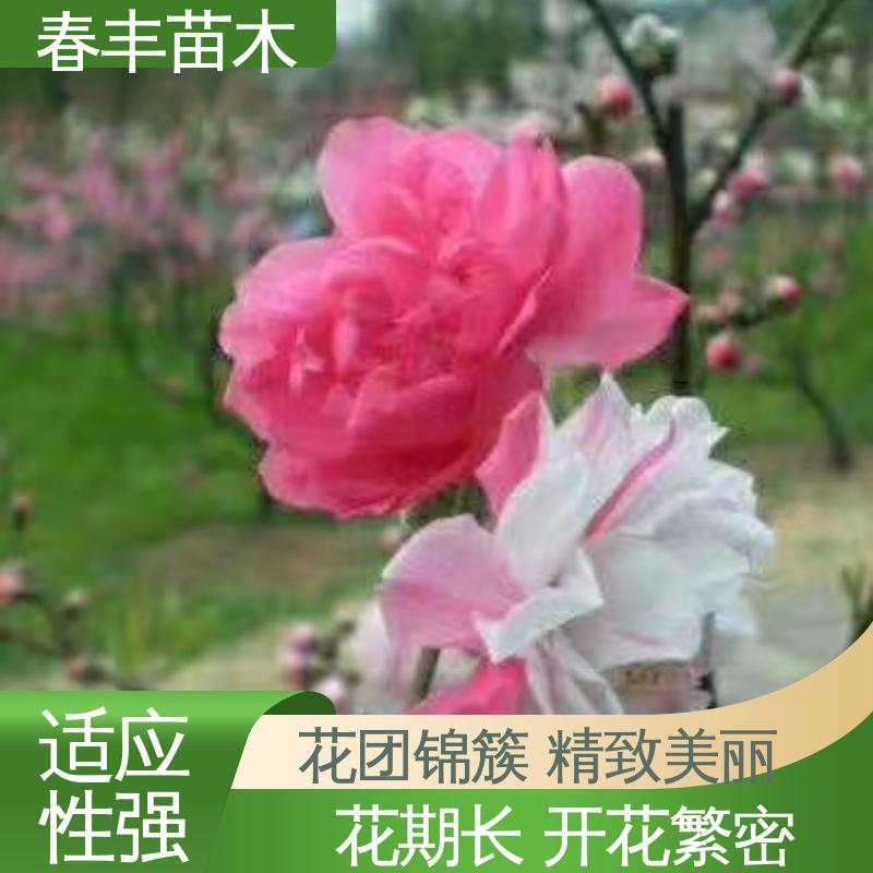 春丰苗木 基地现挖 山桃树30元打土球上车 花叶秀丽 易成活