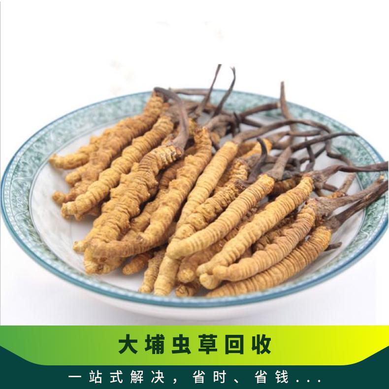 虫草回收商家 附近上门收购冬虫夏草燕窝电话 广粤商行诚意高价