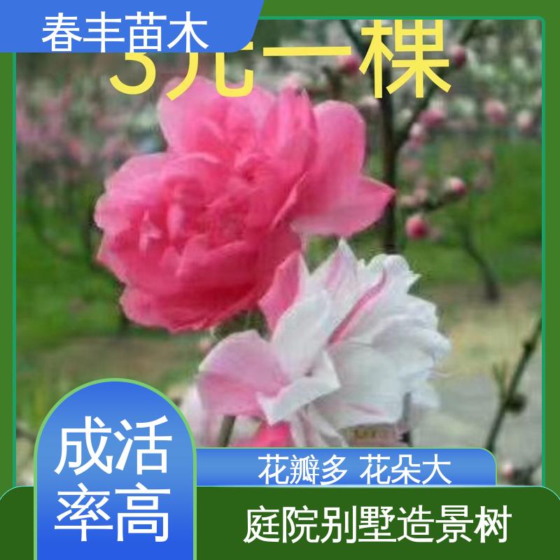 春丰苗木 基地供应 五彩桃花 8-10公分 包装好 成活率高