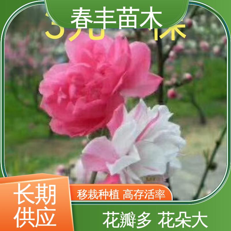 春丰苗木 基地现挖 二色5-9公分 颜色鲜艳 花色多样