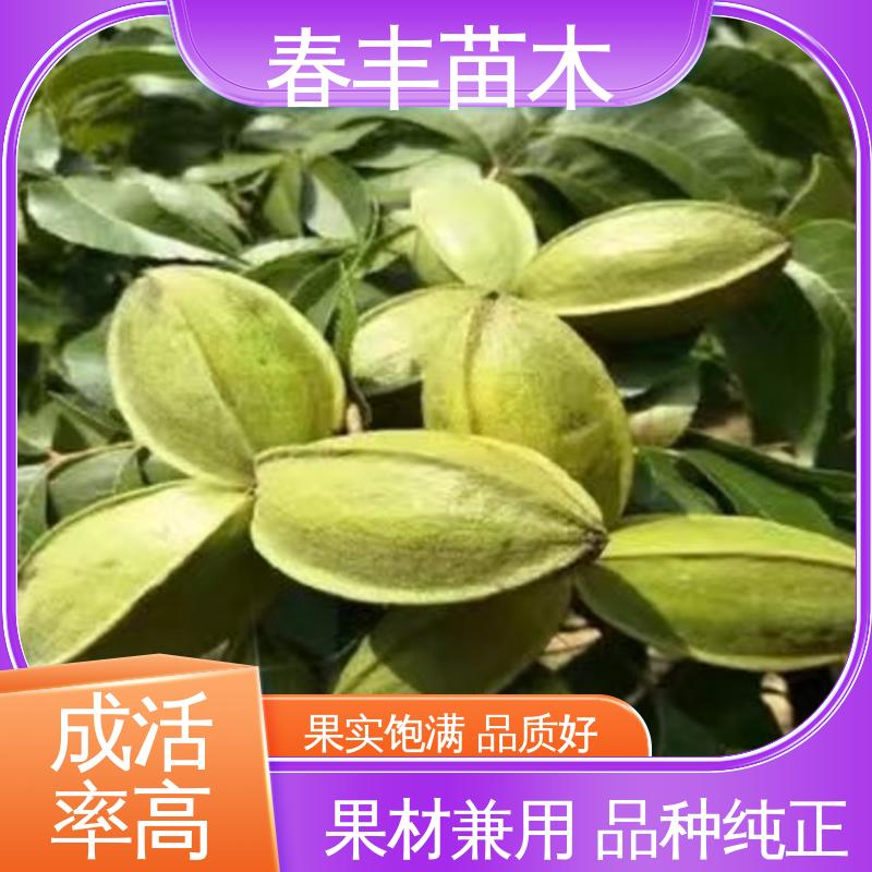 春丰苗木 美国山核桃袋装苗2公分粗 品种纯正 成活率高 适应性强