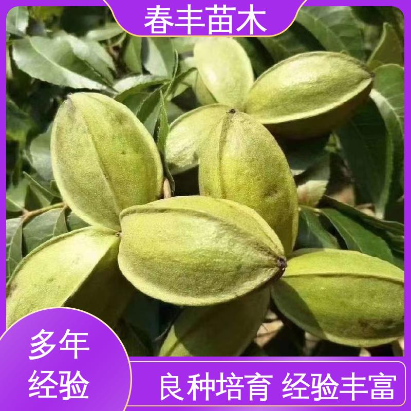 春丰苗木 美国山核桃树苗基地生产 品种纯正 成活率高 适应性强