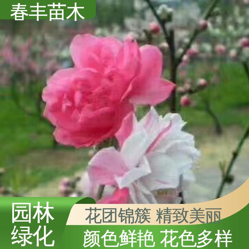 春丰苗木 观赏桃花苗子3元一株 绿化工程行道树 花色艳丽动人