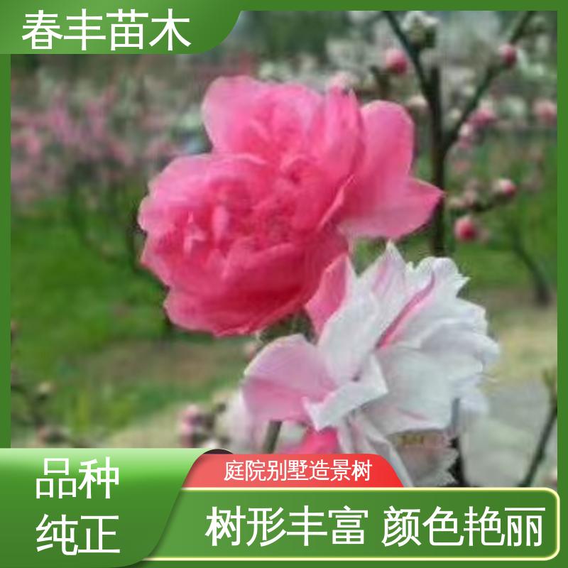 春丰苗木 基地现挖 绛桃树50元上车价 规格齐全 品种纯正