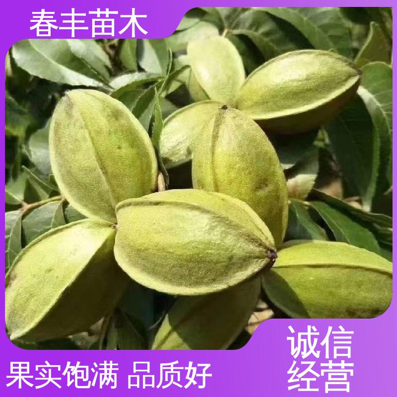 春丰苗木 碧根果苗专业育苗 果实饱满 移栽种植 高存活率