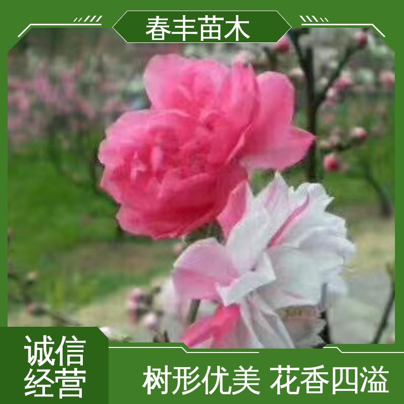 春丰苗木 基地现挖 二色桃 8-10公分 成活率高 适应性强