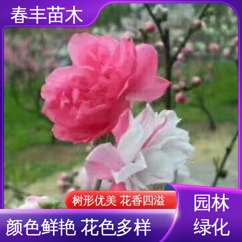 春丰苗木 观赏桃花1米高 庭院别墅造景树 花瓣多 花朵大 效果佳