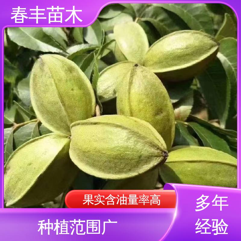 春丰苗木 碧根果袋苗2公分粗 果实饱满 可孤植 丛植
