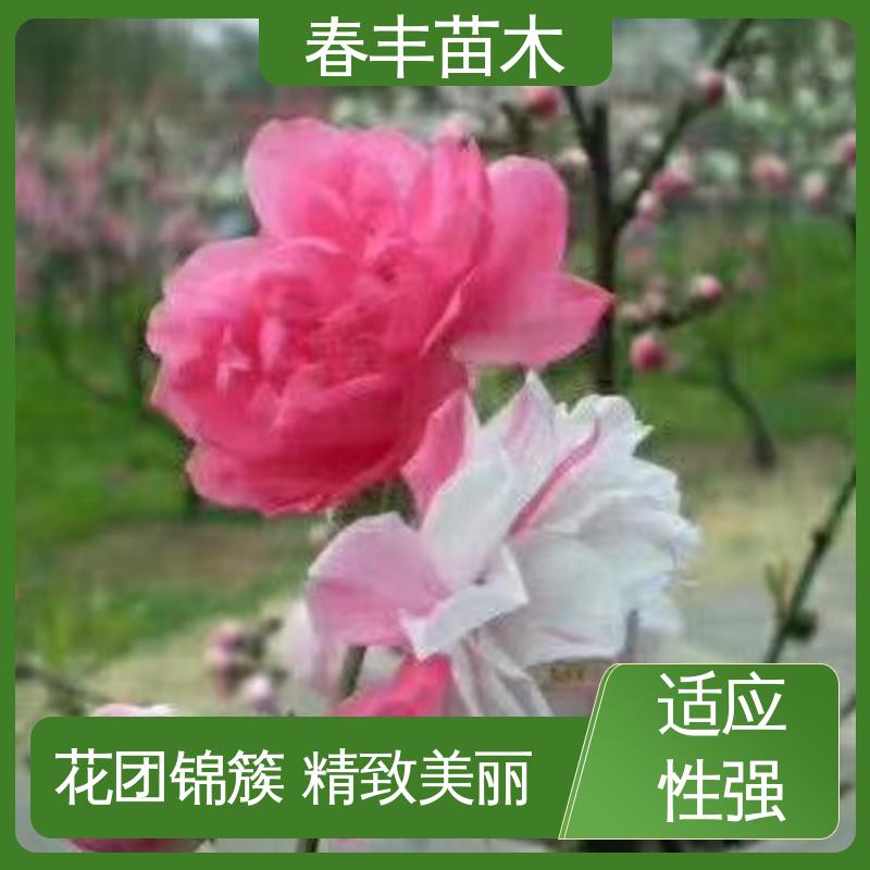 春丰苗木 观赏桃苗2公分 绿化工程行道树 规格齐全 物流配送