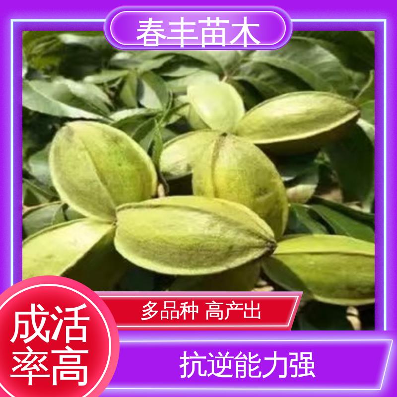 春丰苗木 美国山核桃袋苗2元批零销售 多品种 根系发达 耐水湿