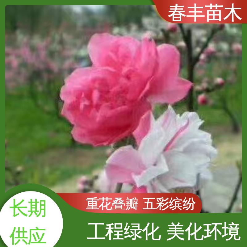 春丰苗木 基地现挖 红花碧桃6-8公分 移栽种植 高存活率