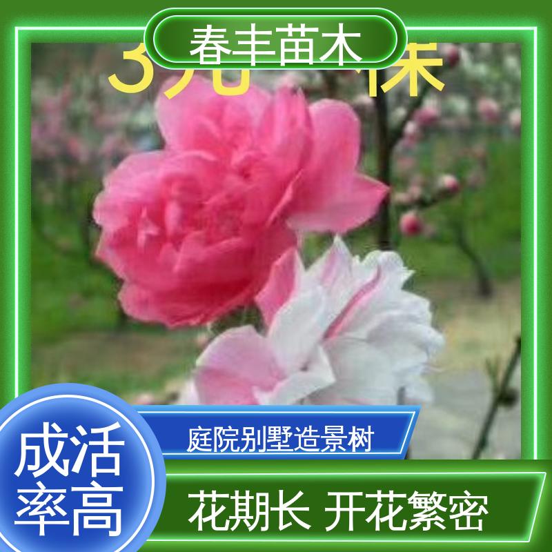 春丰苗木 基地供应 罩手桃50元上车价 花色多样