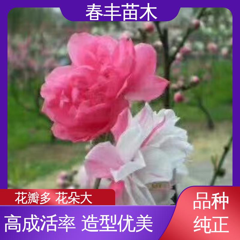 春丰苗木 观赏桃花苗1米高 庭院小区绿化造景树 花色艳丽动人
