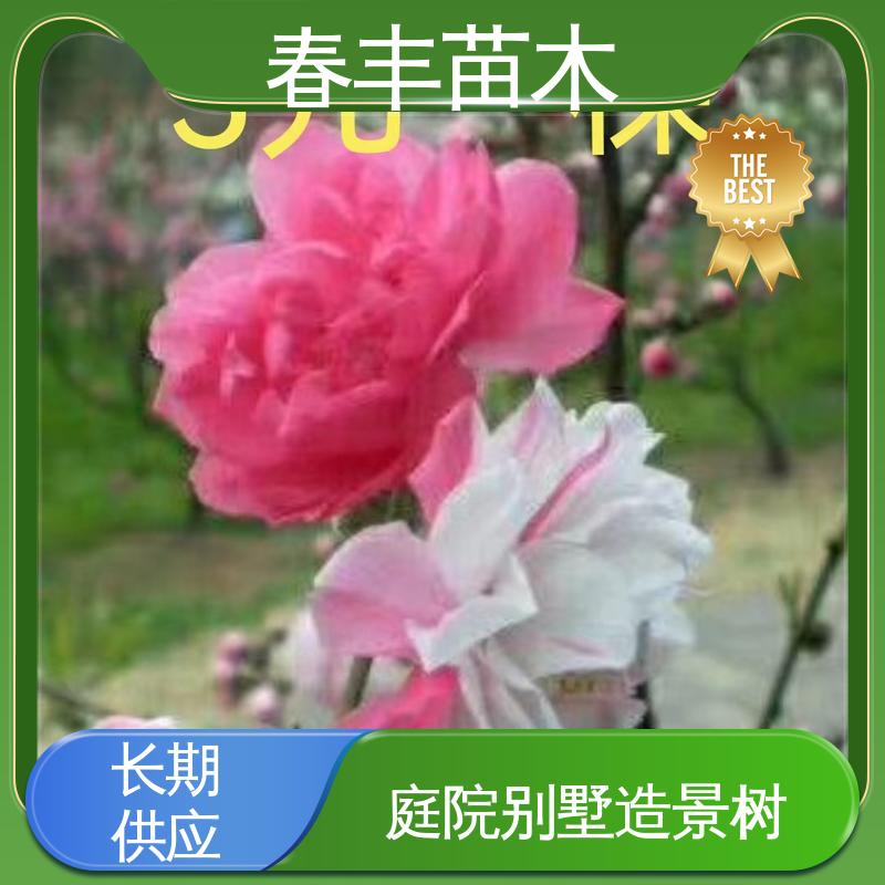 春丰苗木 基地供应 白碧桃6-8公分 花色艳丽动人