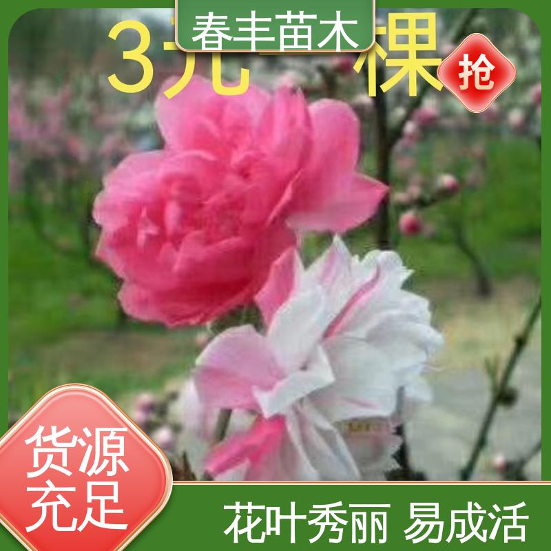 春丰苗木 基地供应 绛桃30元打土球上车 包装好 成活率高
