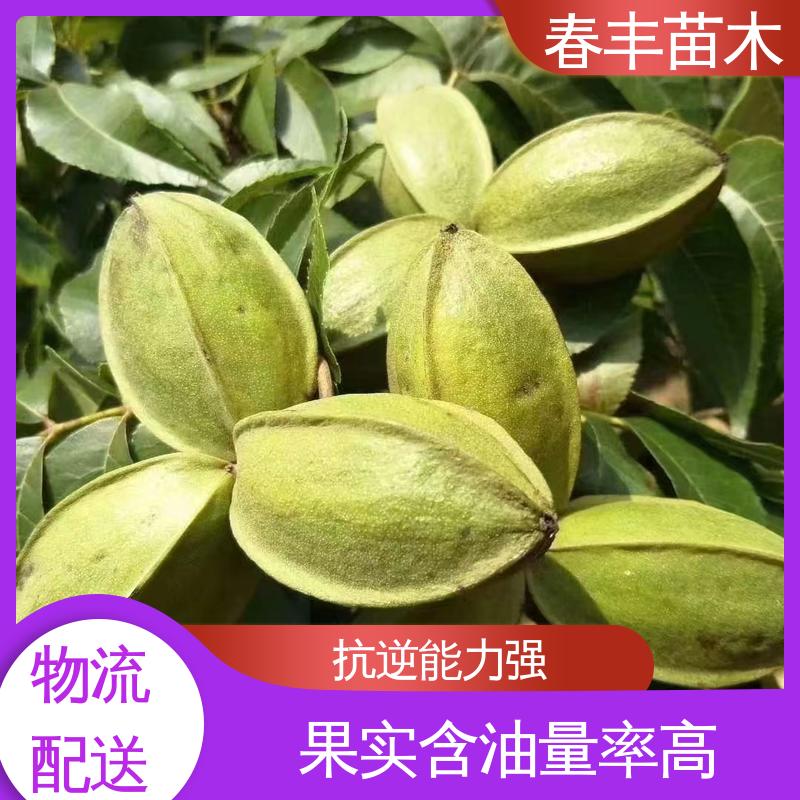 春丰苗木 美国山核桃嫁接苗3元一株 良种培育 规格齐全 物流配送