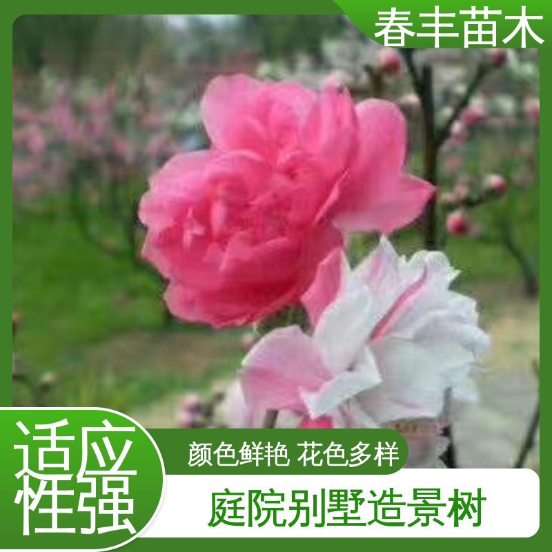春丰苗木 基地现挖 白花碧桃5-9公分 花瓣多 花朵大 